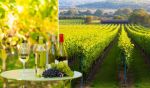UK Vineyards5