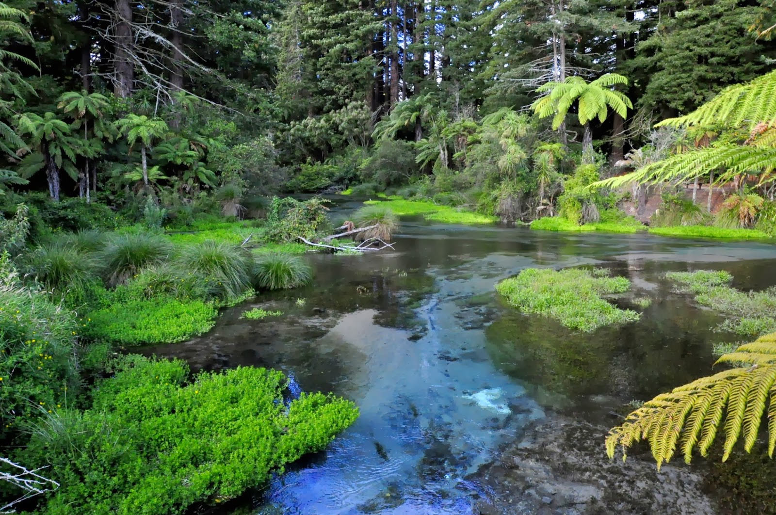 Hamurana Springs Rotorua NewZealand - FrizeMedia