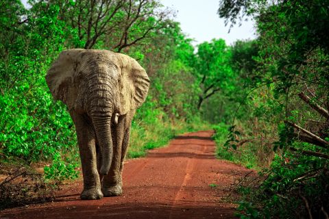 Kakum National Park4