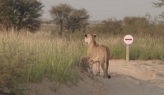 Kgalagadi Transfrontier Park3