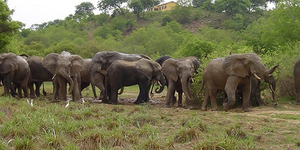 Mole National Park