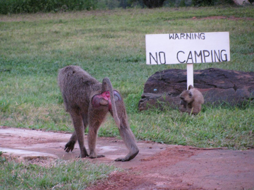 Mole National Park3