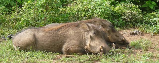 Mole National Park5