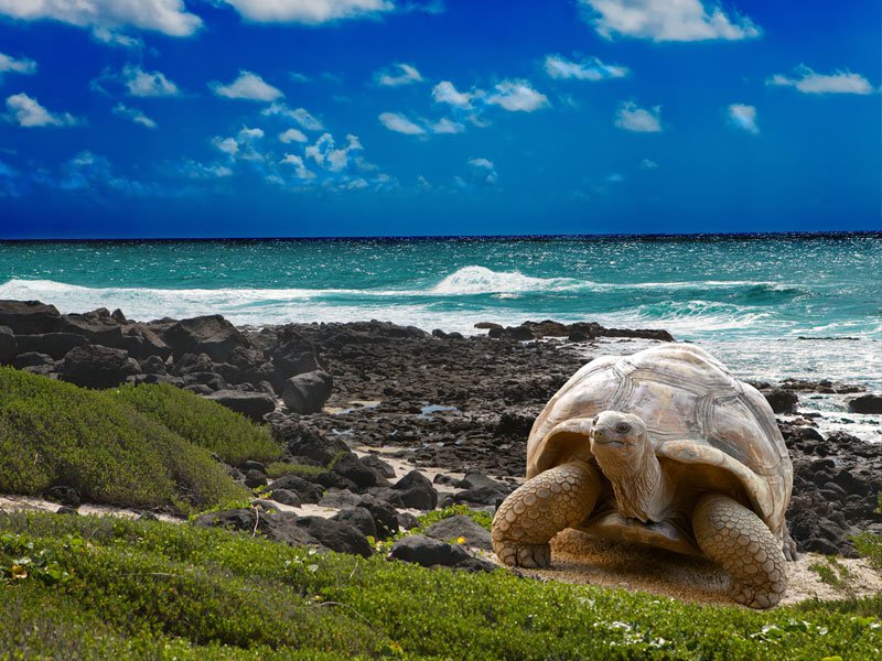 South America - Galapagos Islands - Ecuador - FrizeMedia