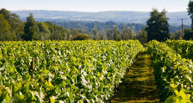 UK Vineyards - FrizeMedia - Digital Marketing And Advertising