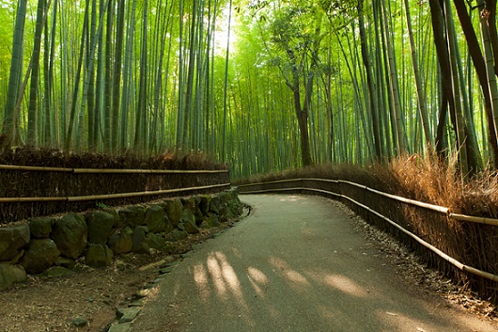 Arashiyama Bamboo Grove Kyoto Japan