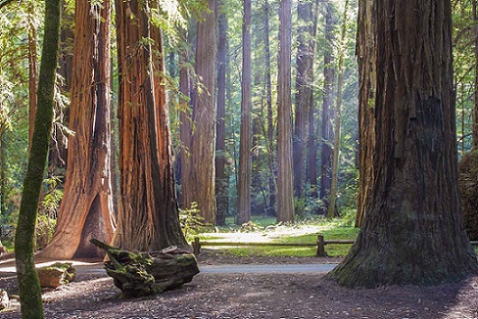 Armstrong Redwoods State Natural Reserve Armstrong Redwoods State Natural Reserve