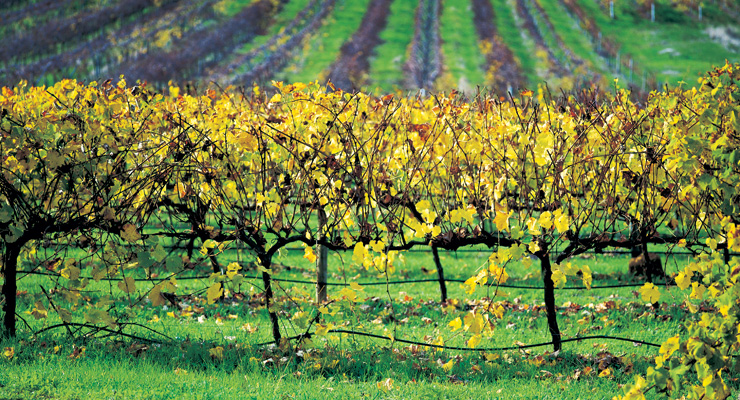 Australia - Margaret River Wine Region - FrizeMedia