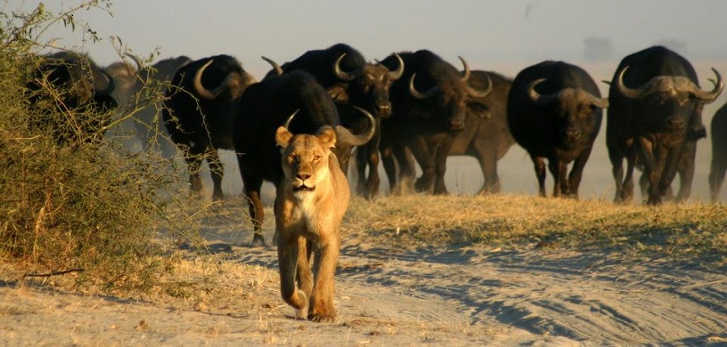 Botswana - Enticing Up Market Safari Destination #FrizeMedia #Travel