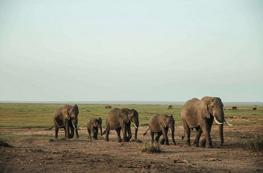Burkina Faso Nazinga Forest