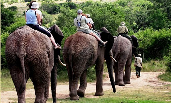 Elephant Back Safaris