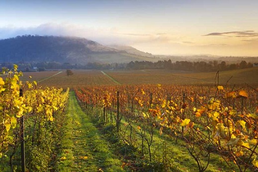 England Vineyards3