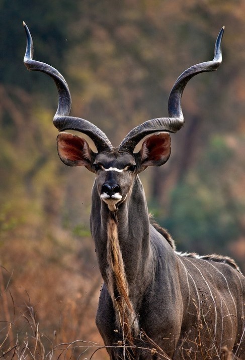 Greater Kudu Known As Africas Grey Ghost