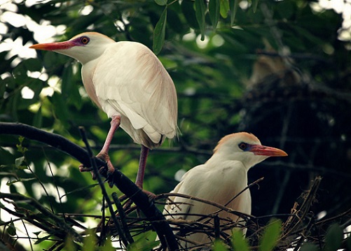 Kakum National Park Rui Pires