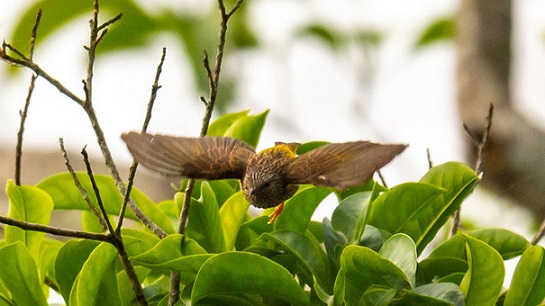 Kakum National Park13