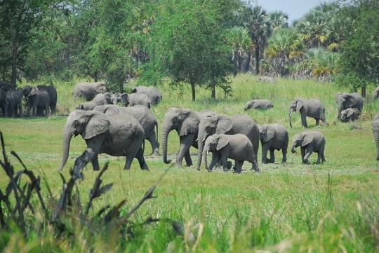 Kakum National Park2
