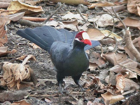 Kakum National Park5