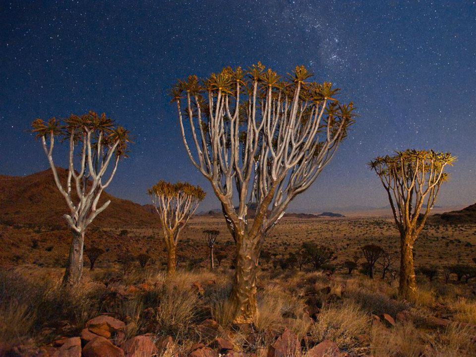 Quiver Trees Namibia - FrizeMedia