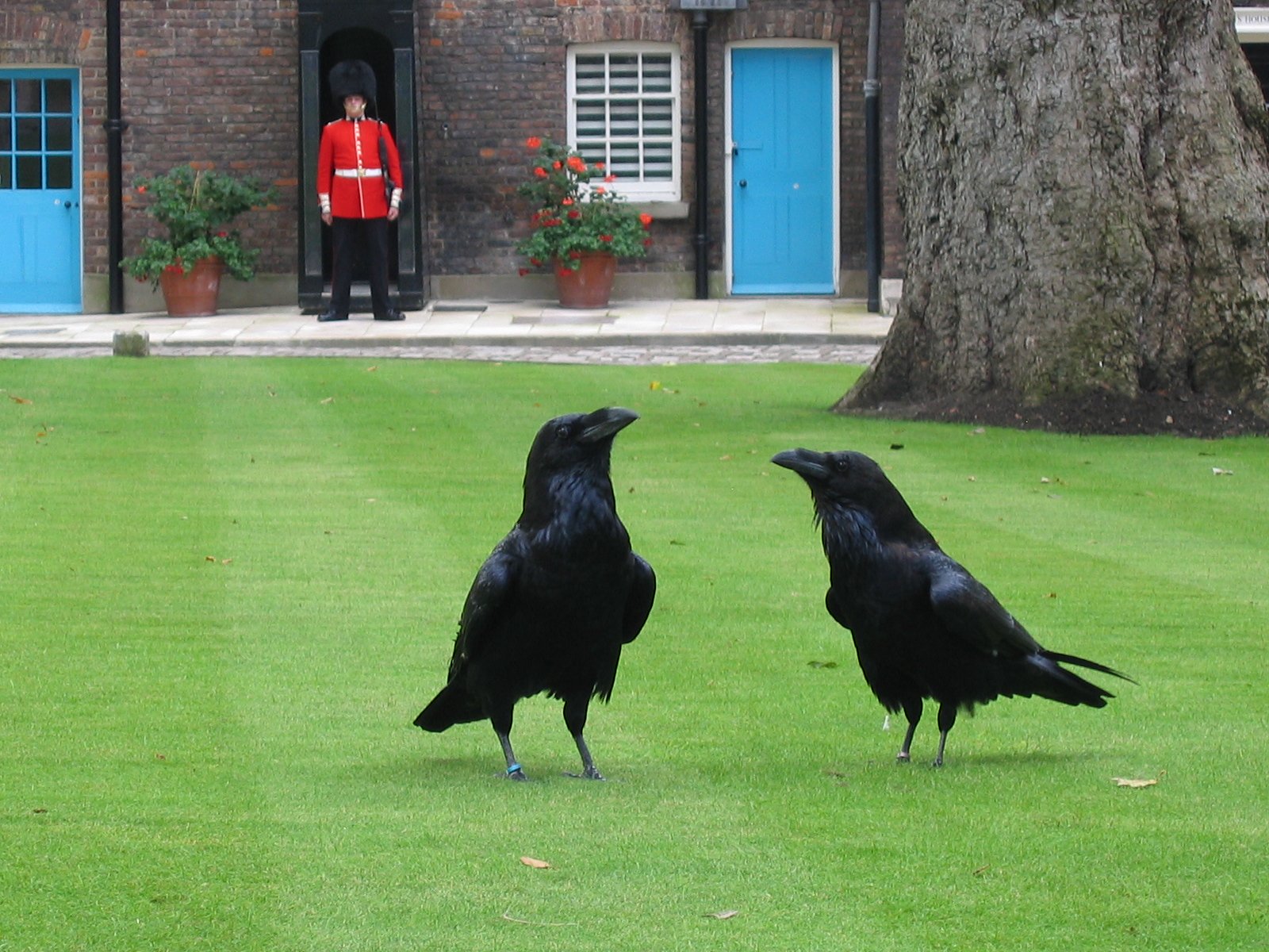 Ravens Of The Tower Of London