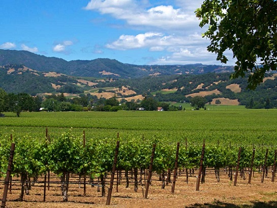 Sonoma County Vineyard Sonoma County Vineyard