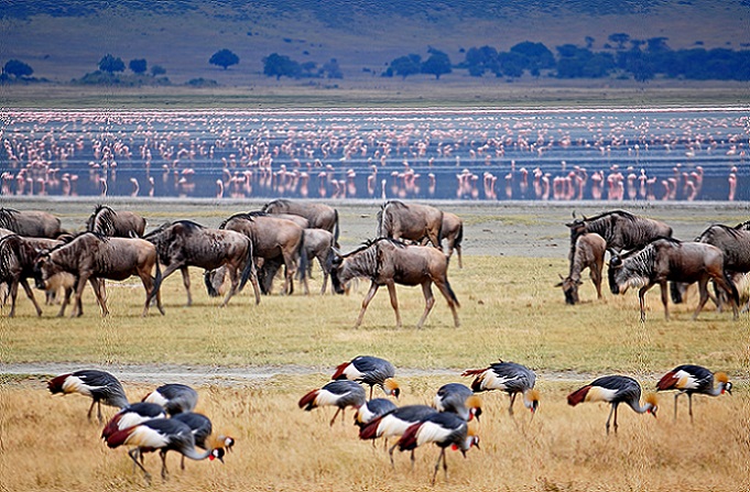 Tanzania Safari Africa Travel4