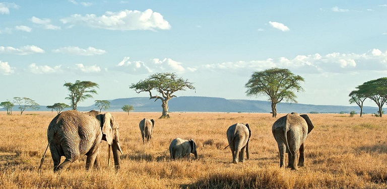 Tanzania Safari Africa