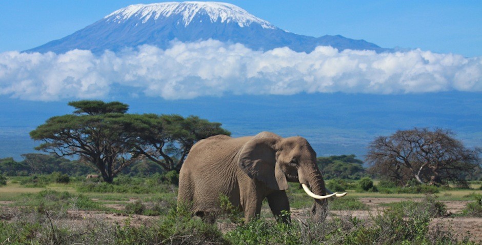 Tanzania Safari Africa - FrizeMedia - Charles Friedo Frize