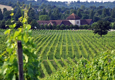 UK Vineyards - Denbies Vineyard Surrey