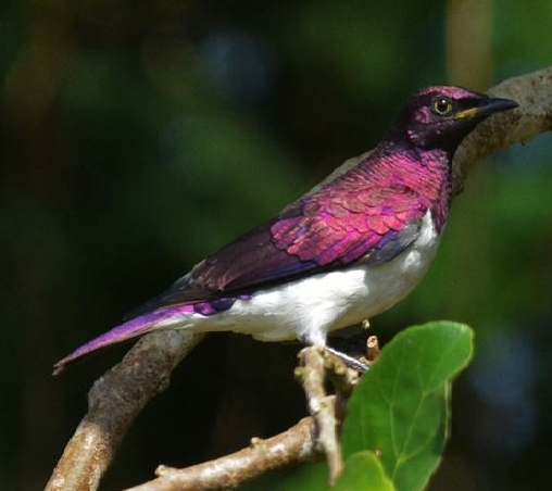 Kakum Violet Backed Starling